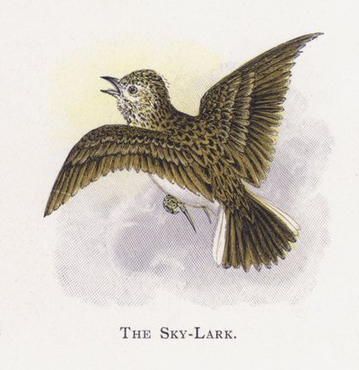 Sky-Lark by Alexander Francis Lydon